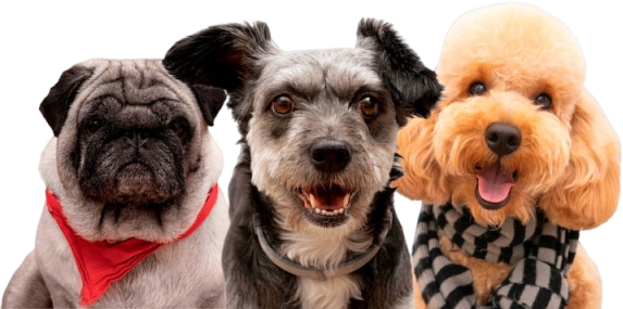 Groomed dogs