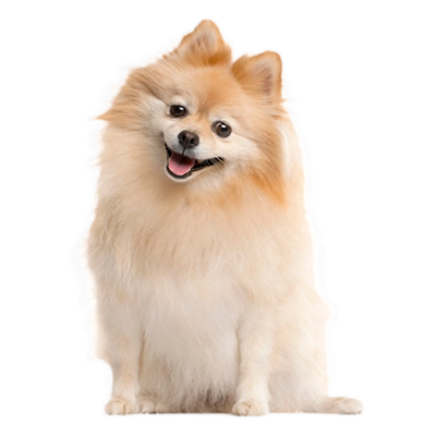 Small dog