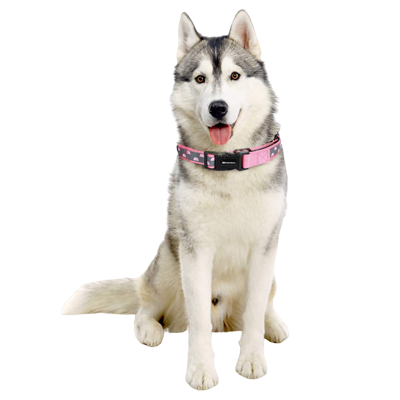 Extra large dog