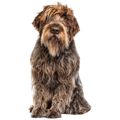 Large dog