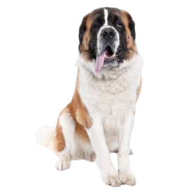 XX large dog