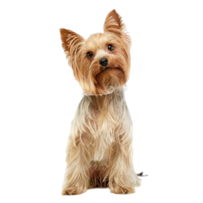 Extra small dog